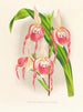 Cypripedium schroderae var. - Jean Jules Linden — vista dell’opera