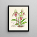Cypripedium fier - Jean Jules Linden — gerahmtes Bild an der Wand