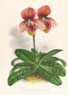 Cypripedium tessellatum - Jean Jules Linden — Ansicht des Kunstwerks