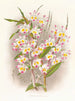 Dendrobium des Devoniums - Jean Jules Linden — Ansicht des Kunstwerks