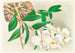 Dendrobium infundibulum - Jean Jules Linden — Ansicht des Kunstwerks