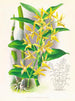 Dendrobium mirbelianum - Jean Jules Linden — vista dell’opera