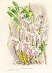Dendrobium stratiotes - Jean Jules Linden — vista dell’opera