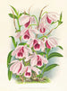 Dendrobium superbum var. - Jean Jules Linden — Ansicht des Kunstwerks