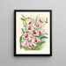 Dendrobium superbum var. - Jean Jules Linden — gerahmtes Bild an der Wand