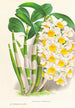 Dendrobium thyrsiflorum - Jean Jules Linden — vista dell’opera