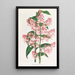 Epidendrum Paniculatum - Jean Jules Linden — gerahmtes Bild an der Wand