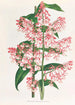 Epidendrum Paniculatum - Jean Jules Linden — Ansicht des Kunstwerks