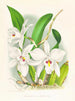 Laelia anceps var. hyène - Jean Jules Linden — vista dell’opera