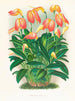Masdevallia est fougueux - Jean Jules Linden — Ansicht des Kunstwerks