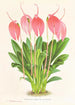 Masdevallia lindeni var großblütige - Jean Jules Linden — Ansicht des Kunstwerks