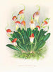 Masdevallia reichenbachiana - Jean Jules Linden — Ansicht des Kunstwerks