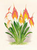 Masdevallia veitchiana - Jean Jules Linden — Ansicht des Kunstwerks