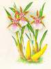 Miltonia blunti - Jean Jules Linden — Ansicht des Kunstwerks
