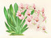 Miltonia vexillaria - Jean Jules Linden — Ansicht des Kunstwerks