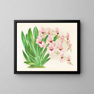 Jean Jules Linden - Miltonia vexillaria.webp