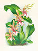 Odontoglossum hastilabium - Jean Jules Linden — Ansicht des Kunstwerks