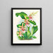 Odontoglossum hastilabium - Jean Jules Linden — gerahmtes Bild an der Wand