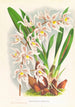 Odontoglossum Ruckerianum - Jean Jules Linden — Ansicht des Kunstwerks