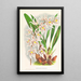 Odontoglossum Ruckerianum - Jean Jules Linden — gerahmtes Bild an der Wand