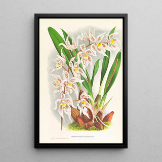 Jean Jules Linden - Odontoglossum Ruckerianum.webp