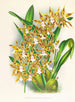 Odontoglossum boddaertianum - Jean Jules Linden — Ansicht des Kunstwerks