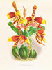 Odontoglossum grande - Jean Jules Linden — vista dell’opera