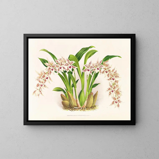 Jean Jules Linden - Odontoglossum lucianianum.webp