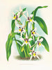 Odontoglossum maxillare - Jean Jules Linden — Ansicht des Kunstwerks