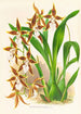 Odontoglossum nevadense - Jean Jules Linden — Ansicht des Kunstwerks