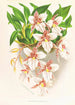 Odontoglossum rubescens - Jean Jules Linden — Ansicht des Kunstwerks