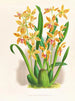 Odontoglossum schillerianus - Jean Jules Linden — vista dell’opera