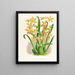 Odontoglossum schillerianus - Jean Jules Linden — quadro incorniciato alla parete