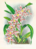 Odontoglossum schlesingerianum - Jean Jules Linden — Ansicht des Kunstwerks