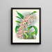Odontoglossum schlesingerianum - Jean Jules Linden — gerahmtes Bild an der Wand