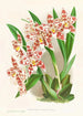 Odontoglossum wilckeanum albens - Jean Jules Linden — Ansicht des Kunstwerks