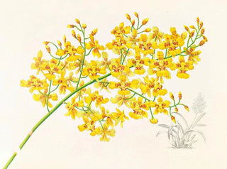 Oncidium aurosum - Jean Jules Linden — Ansicht des Kunstwerks