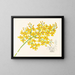 Oncidium aurosum - Jean Jules Linden — gerahmtes Bild an der Wand