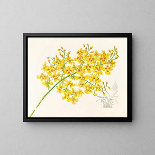 Oncidium aurosum - Jean Jules Linden — gerahmtes Bild an der Wand