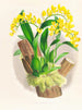 Oncidium warscewiczii - Jean Jules Linden — Ansicht des Kunstwerks