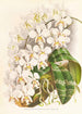 Phalaenopsis Stuartiana - Jean Jules Linden — Ansicht des Kunstwerks