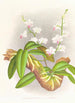 Phalaenopsis esmeralda var candidula - Jean Jules Linden — vista dell’opera