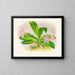 Phalaenopsis luddemanniana - Jean Jules Linden — gerahmtes Bild an der Wand