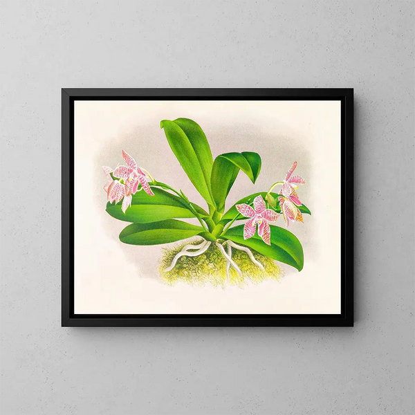 Phalaenopsis luddemanniana - Jean Jules Linden — quadro incorniciato alla parete