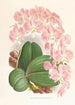 Phalaenopsis sanderiana - Jean Jules Linden — Ansicht des Kunstwerks