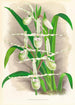 Selenipedium Reticulatum - Jean Jules Linden — Ansicht des Kunstwerks