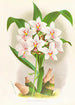 Spathoglottis Augustorum - Jean Jules Linden — Ansicht des Kunstwerks