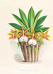Trichocentrum Tigrinum - Jean Jules Linden — vista dell’opera