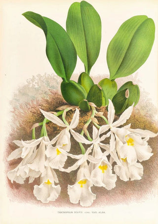 Jean Jules Linden - Trichopilia Suavis.webp