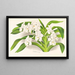 Vanda denisoniana - Jean Jules Linden — gerahmtes Bild an der Wand